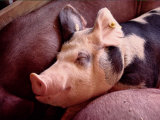 Sleeping Pig at a County Fair Photographic Print by Stephen St. John