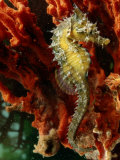 A Young Lined Sea Horse in a Clump of Red Seaweed on a Piling Fotoprint van George Grall A Young Lined Sea Horse in a Clump of Red Seaweed on a Piling Fotoprint van George Grall