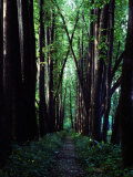 Linden Trees Line a Woodland Path Photographic Print by Sam Abell