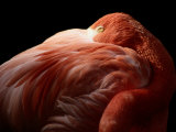 A Greater Flamingo Buries its Head in its Feathers Photographic Print by Tim Laman