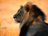 Nicole Duplaix - Adult Male African Lion - Fotografik Baskı