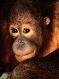 A portrait of a juvenile orangutan Lámina fotográfica