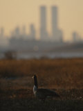 Canada Goose (Branta Canadensis) and Hazy Twin Towers Skyline Photographic Print by Raymond Gehman