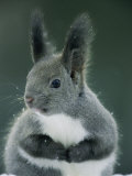 Ardilla Hokkaido con grandes orejas en alerta Lámina fotográfica Ardilla Hokkaido con grandes orejas en alerta Lámina fotográfica