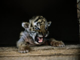 A young Siberian tiger Lámina fotográfica por Dr. Maurice G. Hornocker