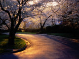 Sunset and Cherry Trees in Bloom Photographie par Peter Krogh