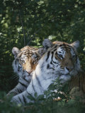 Two Tigers Lie Next to Each Other Photographie par Dr. Maurice G. Hornocker