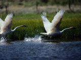 Trumpeter Swans, North Americas Largest Waterfowl Photographic Print by Raymond Gehman