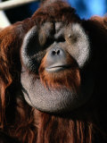 A Portrait of a Captive Orangutan Photographie par Tim Laman