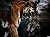 An Indian tigress moves her cubs repeatedly to protect them from predators Lámina fotográfica por Michael Nichols