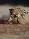 An African Cheetah Kicks up a Dust Cloud Fotografisk tryk af Chris Johns An African Cheetah Kicks up a Dust Cloud Fotografisk tryk af Chris Johns