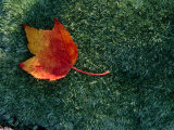 A Maple Leaf Lies on Emerald Moss in Autumn Photographic Print by George F. Mobley