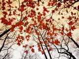 Raymond Gehman - Bare Branches and Red Maple Leaves Growing Alongside the Highway - Fotografik Baskı Raymond Gehman - Bare Branches and Red Maple Leaves Growing Alongside the Highway - Fotografik Baskı