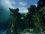 A Forest of Long-Stemmed Water Lilies Photographic Print by George Grall