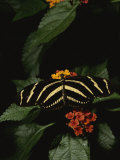 Zebra Butterfly Feeding Photographic Print by Brian Gordon Green
