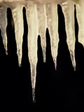 Illuminated Icicles Hang in Front of a Dark Background Photographic Print by Todd Gipstein
