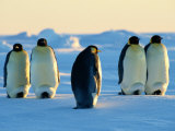 Emperor Penguins on the Frozen Southern Ocean Photographic Print by Maria Stenzel