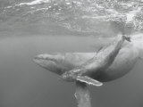 Rorquals à bosse (adulte et jeune) dans l'eau Photographie par Wolcott Henry