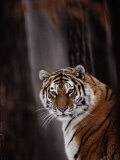 Tigre de Sibérie (Panthera tigris altaica) Photographie par Dr. Maurice G. Hornocker