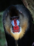 A Portrait of a Captive Mandrill Photographic Print by Tim Laman