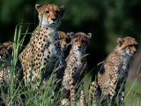 A group of African cheetahs sitting in the grass Lámina fotográfica por Chris Johns
