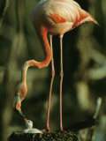 A Caribbean Flamingo Stands on its Nest and Feeds its Chick Photographic Print by Steve Winter
