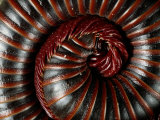 A Millipede Curled into a Spiral Photographic Print by George Grall