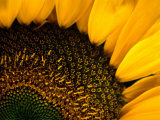 Close-up of a Sunflower Stampa fotografica di Todd Gipstein Close-up of a Sunflower Stampa fotografica di Todd Gipstein