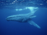 A Mother Humpback Whale and Her Baby Photographic Print by Wolcott Henry