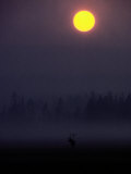 A Silhouetted Bull Elk Photographie par Michael S.Quinton