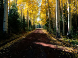 Dirt Road Leading Through a Grove of Aspen Trees Photographic Print by Joyce Dale