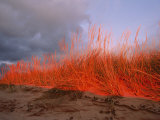 Dunes on the Pierce Stocking Scenic Drive Photographic Print by Melissa Farlow