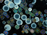 Microscopic view of diatoms Lámina fotográfica por Darlyne A. Murawski