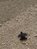 A Newly-Hatched Green Sea Turtle Makes its Way Towards the Waters Edge Photographic Print
