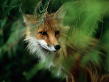 Fox with Porcupine Quills in its Nose Fotografisk tryk af Medford Taylor Fox with Porcupine Quills in its Nose Fotografisk tryk af Medford Taylor