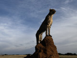 An African Cheetah Guards His Territory from the Top of a Large Termite Mound Photographic Print by Chris Johns