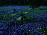 A Field Burned by Fire is Covered with Wildflowers Photographic Print by Raymond Gehman