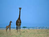 A Pair of Giraffes, Including a Juvenile, Stand at Attention Photographic Print by Michael Nichols