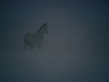 Horse in a Snowstorm Near Boggs, Wyoming Fotografisk tryk af Paul Chesley Horse in a Snowstorm Near Boggs, Wyoming Fotografisk tryk af Paul Chesley