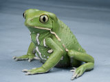 A Small Tree Frog Photographic Print by George Grall
