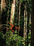 A rehabilitated juvenile orangutan swings through the forest Lámina fotográfica