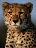 A Portrait of an African Cheetah Surrounded by Pesky Flies Photographic Print by Chris Johns