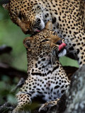 A Mother Leopard (Panthera Pardus) Grooms Her Cub Photographic Print by Chris Johns