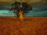 A Boab Tree Photographic Print by Sam Abell