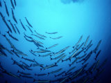 A School of Barracuda Fish Swim in a Circular Motion Photographie par Wolcott Henry