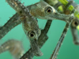 Sea Horse Young in the Wild Photographic Print by George Grall