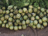 Artichokes and Greens Arranged on Burlap Photographic Print by Bill Curtsinger