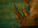 Close View of the Two Horns on a Southern Black Rhinoceros Photographic Print by Joel Sartore