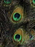 A Close View of the Eyes of Several Peacock Feathers Photographic Print by Tim Laman