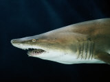 Captive Sand Tiger Shark Photographic Print by George Grall